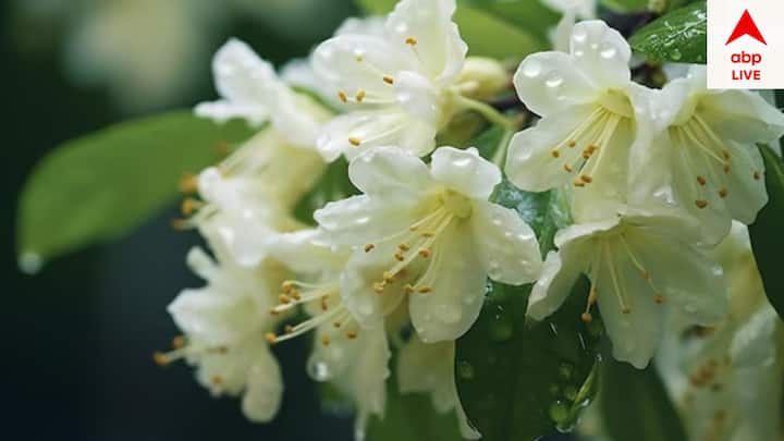 জুঁইয়ের গন্ধ মাতোয়ারা করে তোলে। চাপ কমাতে সাহায্য করে। বাস্তুশাস্ত্র অনুযায়ী প্রেম, সম্পর্ক আরও জোরদার করে তোলে। পূর্ব দিক একেবারে উপযোগী।