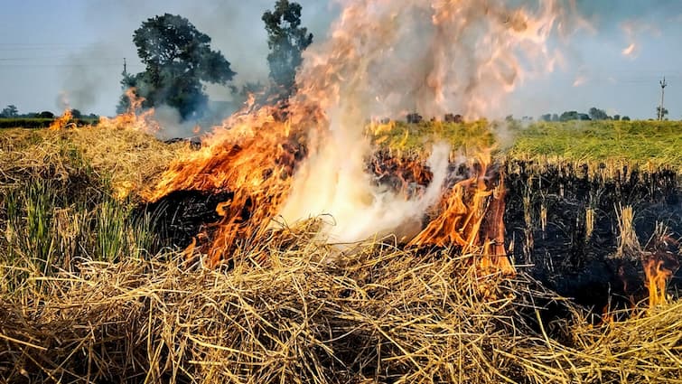 Haryana Govt Cracks Down on Stubble Burning, Farmers To Face FIRs and Bans on Crop Sales in Mandis