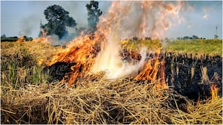 Stubble Burning: ਪੰਜਾਬ 'ਚ ਹੁਣ ਤੱਕ ਸਿਰਫ਼ 33% ਹੀ ਹੋਈ ਝੋਨੇ ਦੀ ਵਾਢੀ, ਅਜੇ ਹੋਰ ਵਧਣਗੇ ਪਰਾਲੀ ਸਾੜਨ ਦੇ ਮਾਮਲੇ
