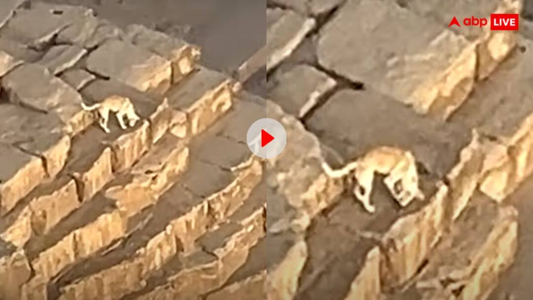 पिरामिड के ऊपर से ड्रोन उड़ा रहा था शख्स, तभी दिखा कुछ ऐसा कि उड़ गए होश, देखें वीडियो Marshall Mosher saw a stray dog on top of the pyramid video goes viral पिरामिड के ऊपर से ड्रोन उड़ा रहा था शख्स, तभी दिखा कुछ ऐसा कि उड़ गए होश, देखें वीडियो