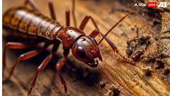 सुसाइड बम के साथ जीता है ये जीव, दुश्मन को मिटाने के लिए करता है विस्फोट!