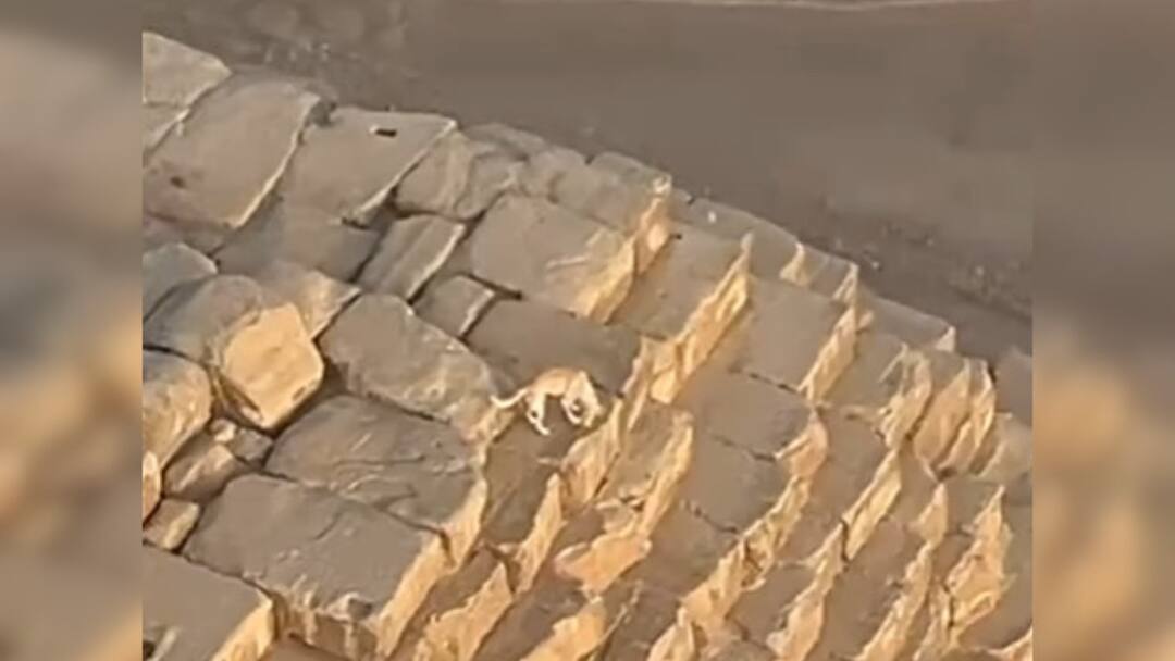 A stray dog was spotted on top of the Great Pyramid of Khafre video goes viral Viral Video: Stray Dog Spotted Climbing To The Top Of Egypt’s Great Pyramid — WATCH