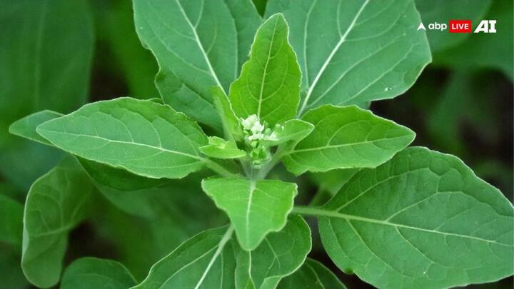 বেতো শাকও খাওয়া হয়। এমনিতেই চাষের জমিতে হওয়া এই শাকে গুরুত্বপূর্ণ আটটি অ্যামাইনো অ্যাসিড থাকার পাশাপুাশি অনেকগুলি ভিটামিনও থাকে। বাত থেকে অম্বল, কোষ্ঠকাঠিন্য থেকে ত্বকের রোগ। সব ক্ষেত্রেই কাজ আসে এই শাক।