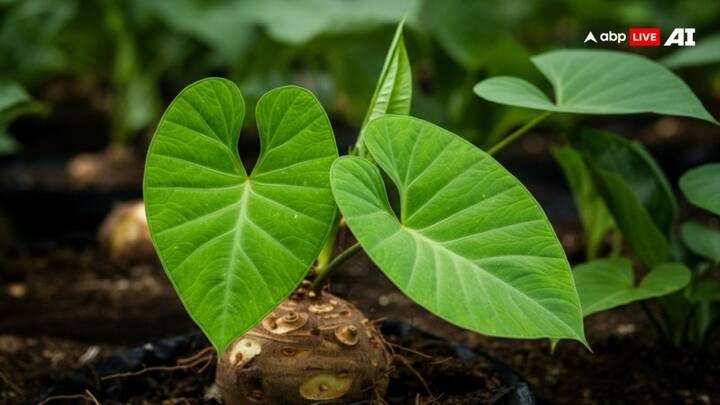 ১৪ শাকের একটি হল ওল শাক। ওলের পাতা এবং ওল অর্শ, লিভারের রোগ ও রক্ত আমাশা সারাতে কাজ করে।