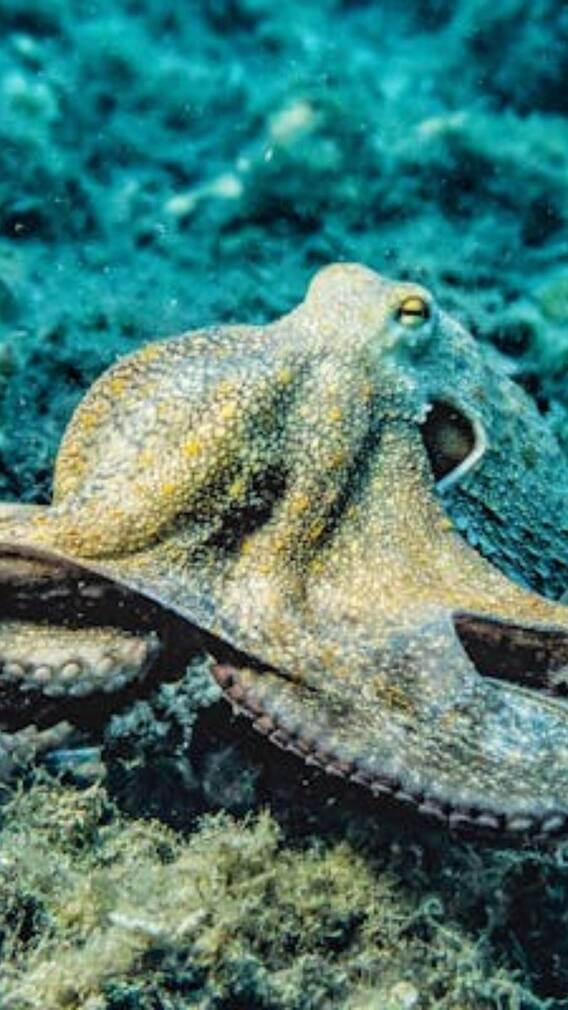 इस ऑक्टोपस के जहर से नहीं बचा सकती दुनिया की कोई भी दवा