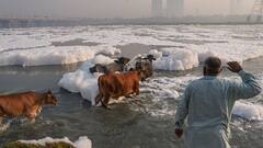 यमुना नदी में आज भी नज़र आ रहा झाग ही झाग, दिल्ली की हवा भी हुई खराब