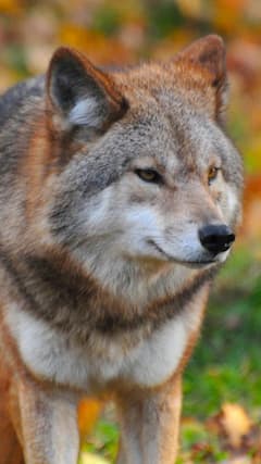 Three Of Four Wolves Behind Fatal Attacks In UP’s Bahraich Shot Dead: Forest Officials