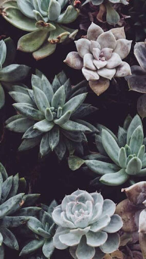 दिवाळीमध्ये घरात ठेवा डेकोरेशन म्हणून ही झाडे !