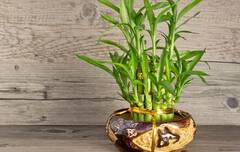 Feng Shui Tips: ઘરની આ દિશામાં લગાવો વાંસનો છોડ, થશે અઢળક લાભ 