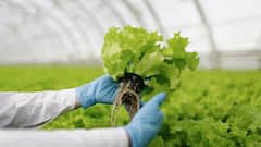 कृषि क्षेत्र में हैं करियर के कई मौके, मिलती है लाखों की सैलरी, जानें आप क्या-क्या बन सकते हैं?