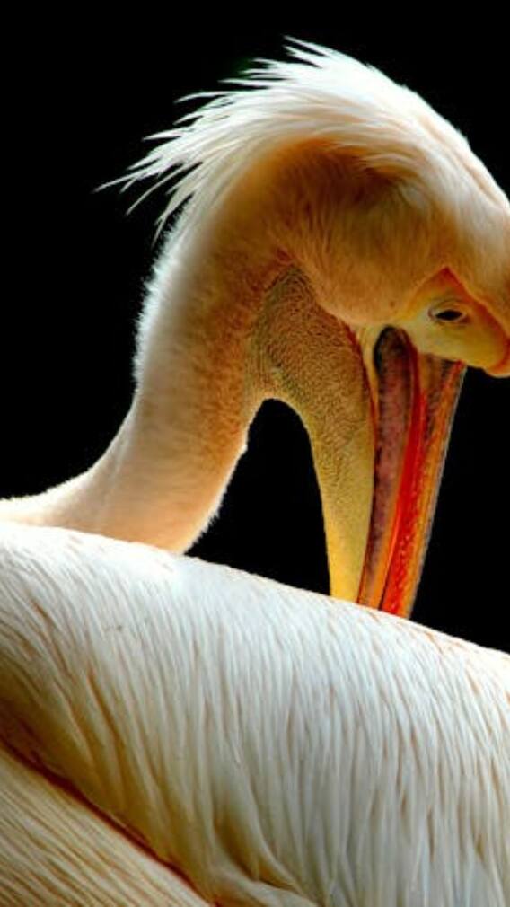 यह है पक्षियों का मगरमच्छ, जो इंसानों को भी निगल जाता है