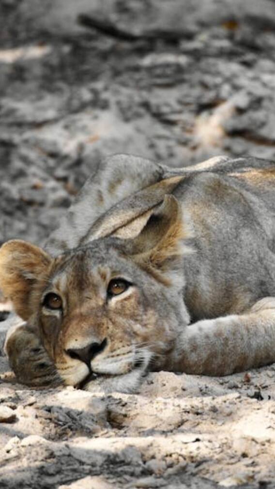 शेर को अपने बच्चों के पास क्यों नहीं आने देती शेरनी?