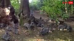 रैकून को खाना डालने वाली महिला के घर सैकड़ों रैकूनों ने किया हमला, बुलानी पड़ी पुलिस