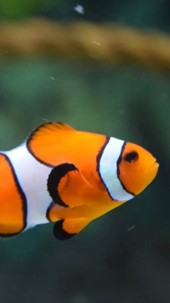 दुनिया की सबसे खतरनाक मछली, एक मिनट में कर देती है इंसान का कत्ल