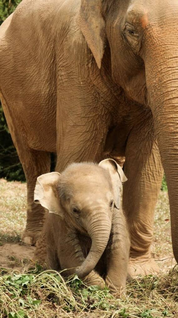 जन्म देते ही बच्चे को मिट्टी में क्यों घुमाती है हथिनी?