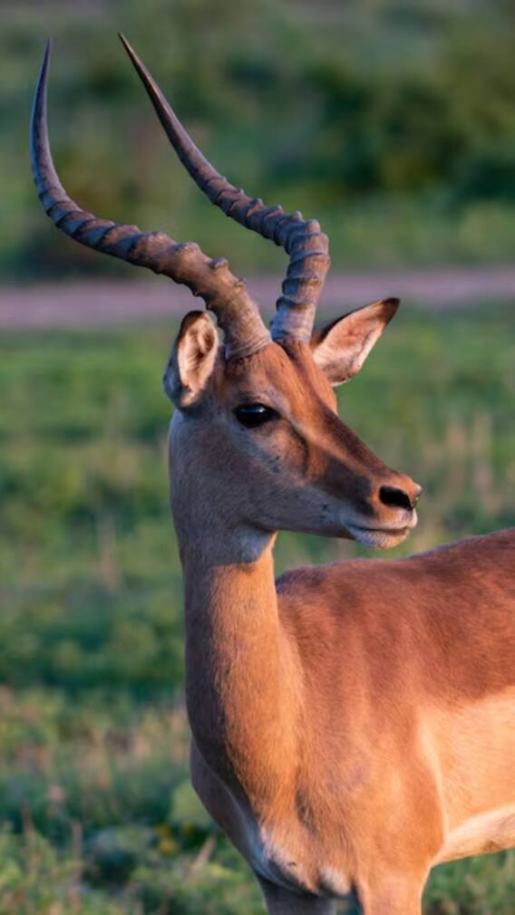 नॉर्मल हिरण से कितना अलग होता है काला हिरण?