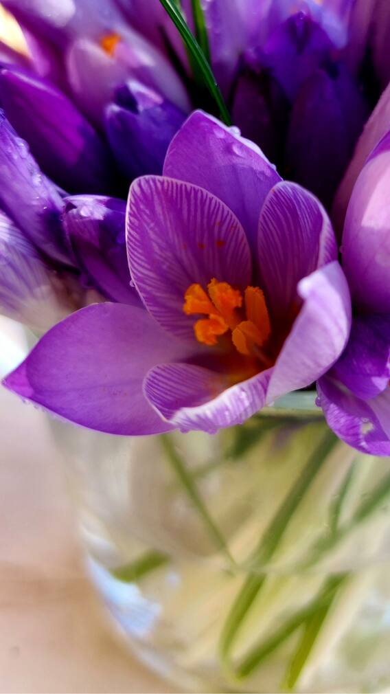 ਗਮਲੇ ‘ਚ ਕਿਵੇਂ ਉਗਾ ਸਕਦੇ ਕੇਸਰ?