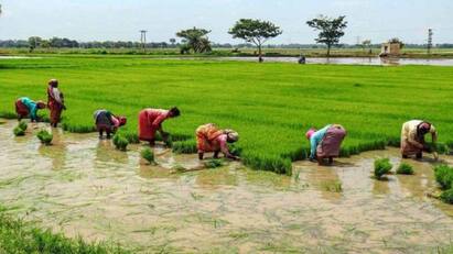 Attention farmers See what the agriculture department official has said!!! விவசாயிகள் கவனத்திற்கு! வேளாண் துறை அதிகாரி என்ன சொல்லியிருக்கார் பாருங்க!!!