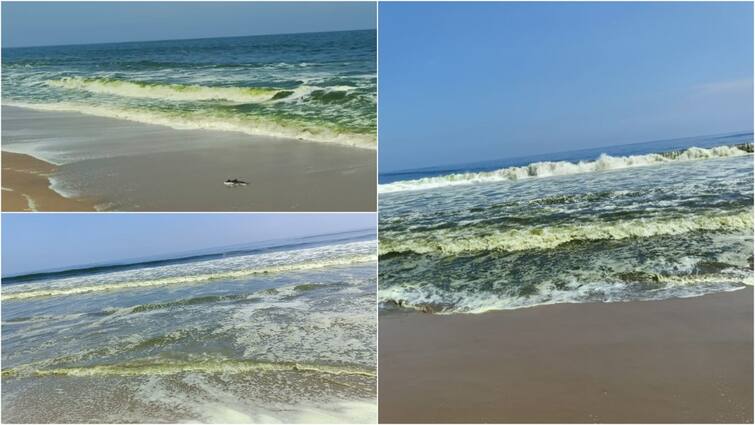 The sea turned green in Marakanam and Puducherry பச்சை நிறத்தில் மாறிய கடல்... தொடர்ந்து நிகழும் மாற்றங்கள்; அச்சத்தில் மீனவர்கள்