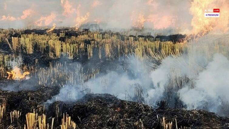 Why Stubble burning in Haryana Punjab could not be prevented abpp एक्सप्लेनर: पराली का जलाने की घटनाओं पर क्यों नहीं लग पा रहा है अंकुश?
