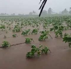 Unseasonal rain: પાછોતરા વરસાદથી રાજકોટના ખેડૂતો થયા બરબાદ, સરકાર સર્વે કરી સહાય ચૂકવે તેવી ખેડૂતોની માગ