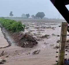 Unseasonal rain: પાછોતરા વરસાદથી રાજકોટના ખેડૂતો થયા બરબાદ, સરકાર સર્વે કરી સહાય ચૂકવે તેવી ખેડૂતોની માગ