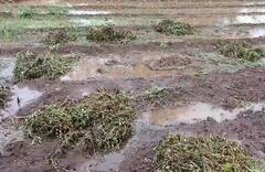 Rajkot: રાજકોટ જિલ્લામાં વરસાદથી ખેડૂતો પાયમાલ, મગફળીનો તૈયાર પાક સંપૂર્ણ નિષ્ફળ 