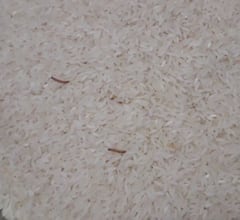 ਚੌਲਾਂ ਜਾਂ ਦਾਲਾਂ 'ਚ ਕੀੜਾ ਕਿਉਂ ਲਗਦੈ? ਛੁਟਕਾਰਾ ਪਾਉਣ ਦੇ ਲਈ ਅਪਣਾਓ ਇਹ ਟਿਪਸ