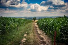 હવે કુદરતી ખેતી કરતા ખેડૂતોને ખેતીના સાધનો પર ગ્રાન્ટ મળશે, જાણો કેટલો ફાયદો થશે