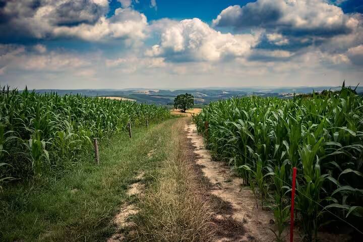 વિશ્વમાં ખેડૂતોને કુદરતી ખેતી કરવા માટે પ્રોત્સાહિત કરવામાં આવી રહ્યા છે. હિમાચલ પ્રદેશમાં પણ કુદરતી ખેતીને પ્રોત્સાહન આપવા માટે, કુદરતી ખેતી ખુશાલ કિસાન યોજના વર્ષ 2018 માં શરૂ કરવામાં આવી હતી. આ યોજના હેઠળ રાજ્ય સરકારે ખેડૂતોને સાયકલ હળ પર સબસીડી આપવાનો નિર્ણય કર્યો છે.