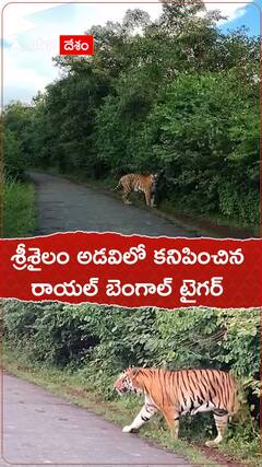 శ్రీశైలం అడవిలో కనిపించిన రాయల్ బెంగాల్ టైగర్. !
