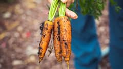Carrot Halwa: சுவையான கேரட் அல்வா எப்படி செய்வது? ரெசிபி இதோ!