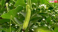 इस सब्जी में है 90 प्रतिशत पानी, कब्ज और डायबिटीज के साथ-साथ इन बीमारियों की कर देगी छुट्टी​