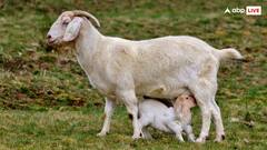 क्यों बकरी के दूध की अमृत से होती है तुलना? जान लीजिए आज