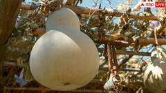 इस सब्जी में है 90 प्रतिशत पानी, कब्ज और डायबिटीज के साथ-साथ इन बीमारियों की कर देगी छुट्टी​