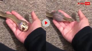 Video: एक सेकेंड में पूरा अंडा निगल गया छोटा सा सांप, वायरल हो रहा वीडियो