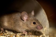 Diwali 2024 : दिवाळीला पांढरा घुबड-उंदीर दिसणं शुभ की अशुभ? जाणून घ्या ज्योतिष शास्त्रात काय म्हटलंय...