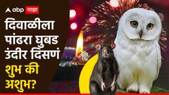 Diwali 2024 : दिवाळीला पांढरा घुबड-उंदीर दिसणं शुभ की अशुभ? जाणून घ्या ज्योतिष शास्त्रात काय म्हटलंय...