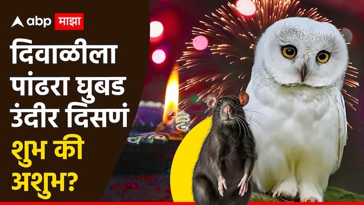 Diwali 2024 : ज्योतिष शास्त्रानुसार, असं मानण्यात आलं आहे की, दिवाळीच्या दिवसांत पांढरा घुबड आणि उंदीर दिसणं शुभ आहे.