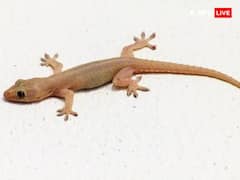 Diwali 2024: दीपावली के दिन क्या देखना शुभ माना जाता है?