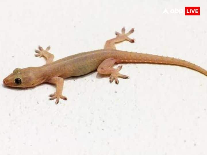 If you see a lizard in the house on the day of Diwali, it is considered very auspicious. Seeing a lizard indicates that you will not be short of money in the coming time.