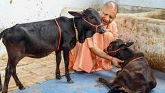 यूपी में शत्रु संपत्तियों पर गायों के लिए घर बनवाएगी योगी सरकार, केंद्र सरकार से मांगी डिटेल