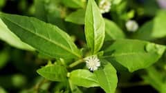 Ancient Ayurvedic Remedies For Hair Growth And Strength