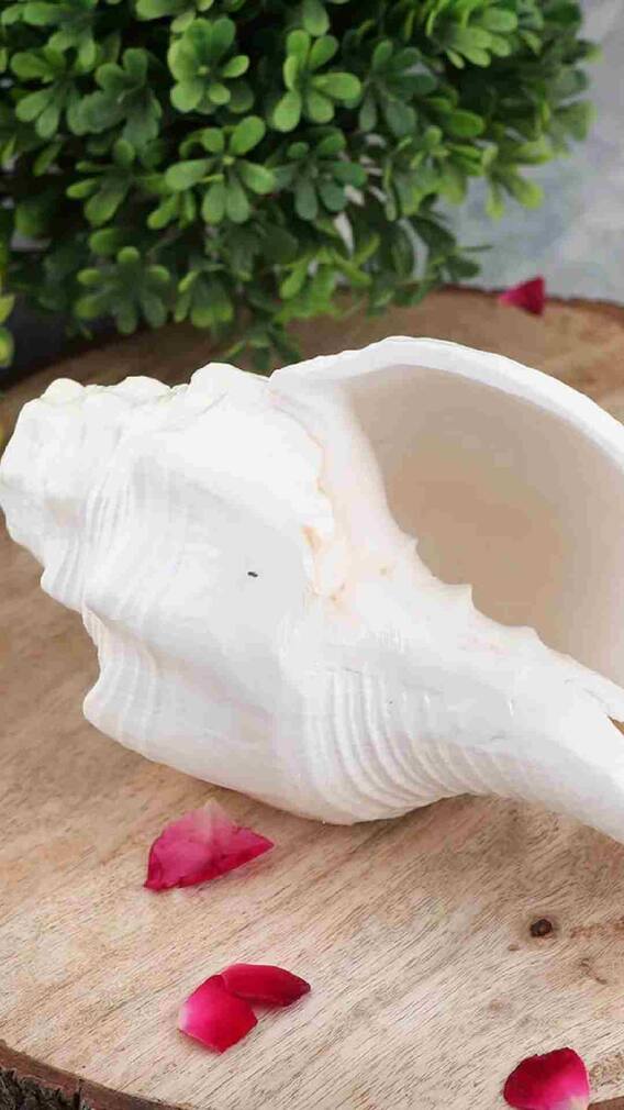 दिवाळीआधीच घराच्या 'या' दिशेला ठेवा शंख