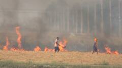 पराली जलाई तो दो सीजन तक MSP पर फसल नहीं बेच पाएंगे​ किसान, इस राज्य की सरकार ने बनाया खास प्लान