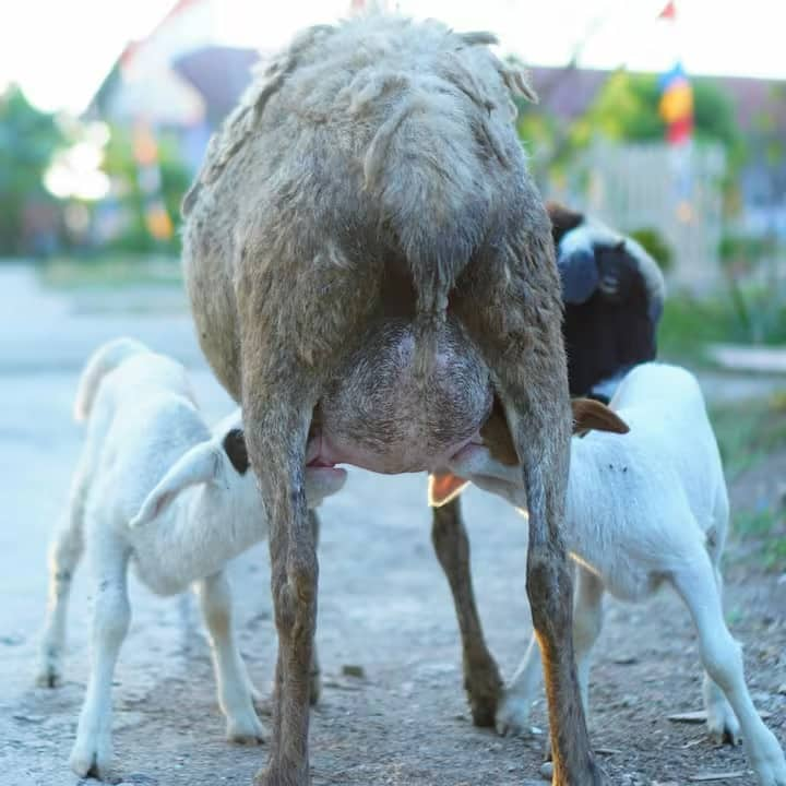 गाय के दूध की तुलना में बकरी का दूध पोषक तत्वों से भरपूर होता है। यह प्रोटीन, कैल्शियम, पोटेशियम, फॉस्फोरस, विटामिन बी कॉम्प्लेक्स और विटामिन ए जैसे पोषक तत्वों से भरपूर है।