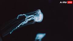 દરિયામાં રહેતો આ જીવ ક્યારેય મરતો નથી તે અમર છે, તે અબજો વર્ષોથી જીવંત છે