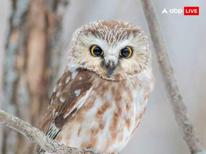 If you see an owl on the night of Diwali, it is considered very auspicious. Owl is also considered the vehicle of Goddess Lakshmi. Seeing an owl on the night of Diwali means that Goddess Lakshmi is going to come to your house.