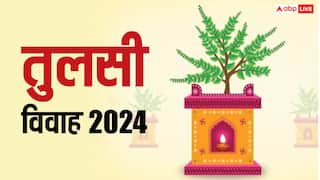 Tulsi Vivah 2024 Date: तुलसी विवाह कब ? सही डेट, मुहूर्त, क्यों विष्णु जी ने किया तुलसी से विवाह जानें