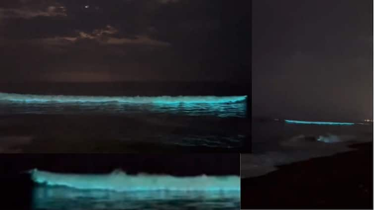 Bioluminescence Lights Up Chennai Beaches, Captivated by Bright Blue Waves